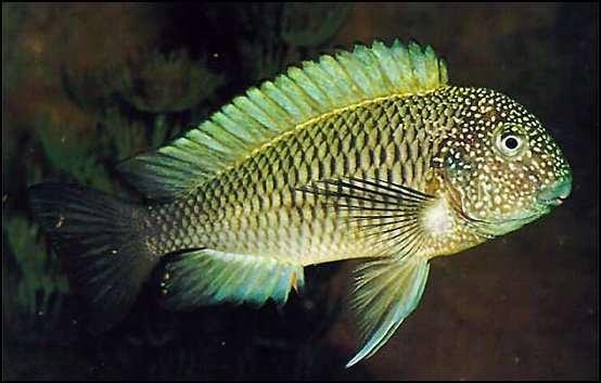 Tropheus sp. 'limespot' Lusingu